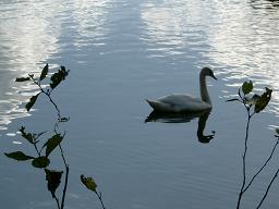A swan